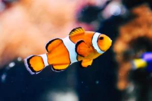 2026年世界杯赛程时间表世界杯2026赛程时间表